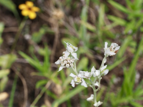 Hymenopappus artemisiifolius, photograph 1