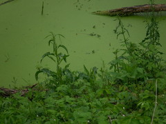 Rumex hydrolapathum
