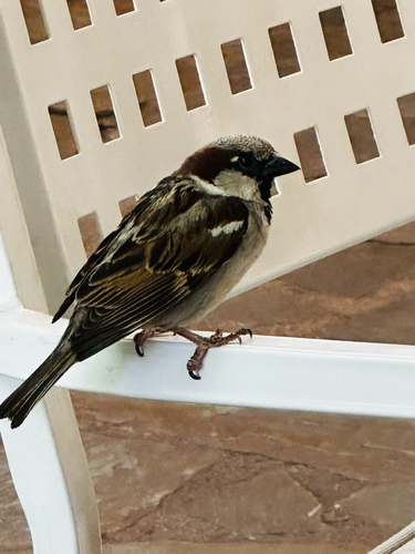 House Sparrow