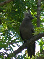 Corythaixoides concolor bechuanae