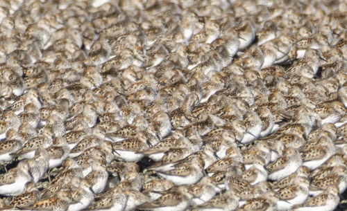 Western Sandpiper, Solano County, CA, USA, photo 9 of 10