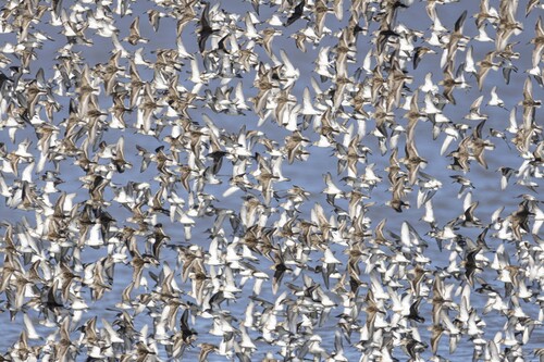 Western Sandpiper, Solano County, CA, USA, photo 8 of 10