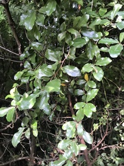Elaeagnaceae