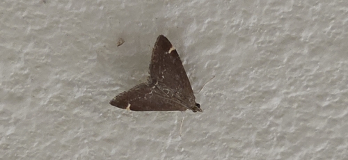 iNaturalist observation photo of Mint Moths