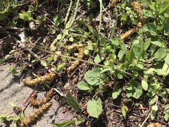 Holosteum umbellatum