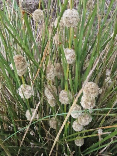 Irongrass
