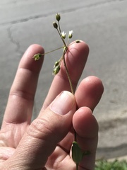 Holosteum umbellatum