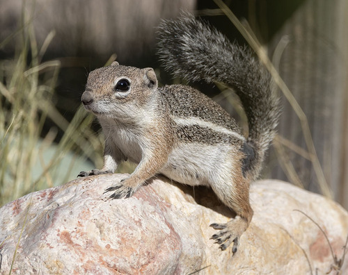 Ammospermophilus harrisii observed by charadrius