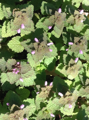 Lamium purpureum