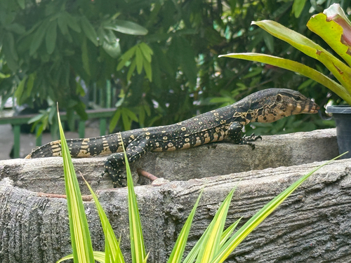Common Water Monitor