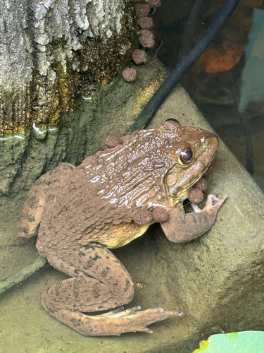 East Asian Bullfrog