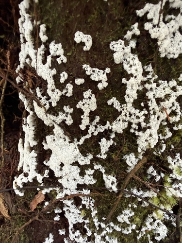 Ceratiomyxa fruticulosa observed 2026-07-08
