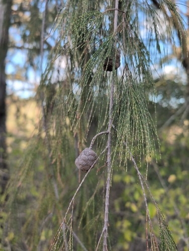 Forest sheoak