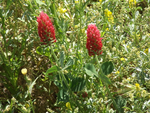 Trifolium incarnatum