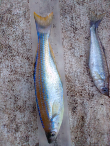 Tanganyika Killifish