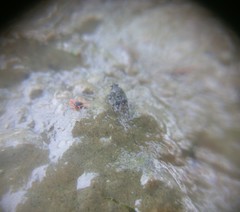 Saldidae
