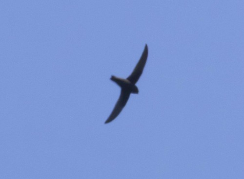 American Black Swift (Cypseloides niger), photo 4
