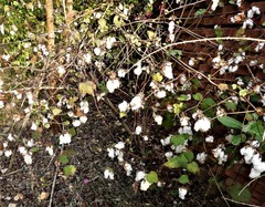 Cochlospermum religiosum