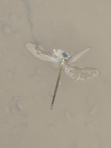 Parakeet Darner