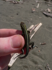 Holcosus quadrilineatus