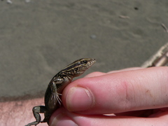 Holcosus quadrilineatus