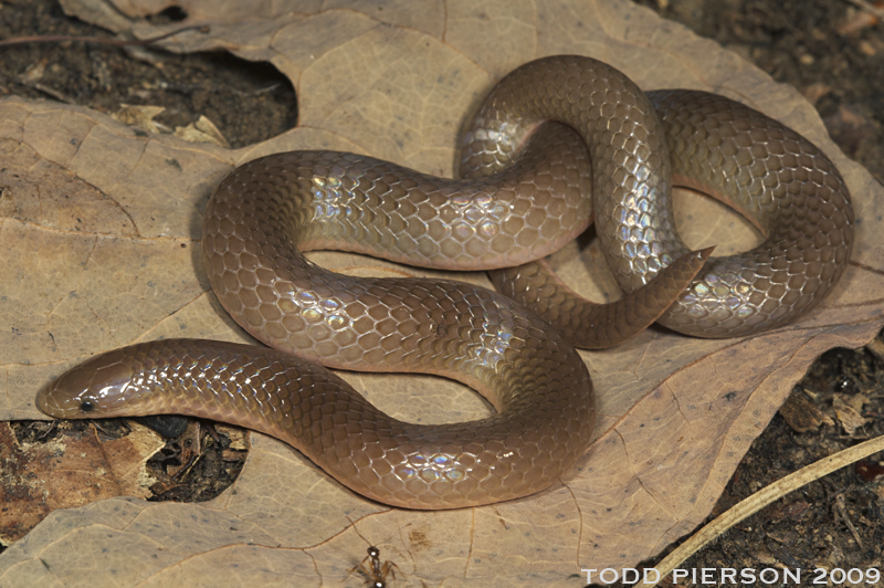 Eastern worm snake