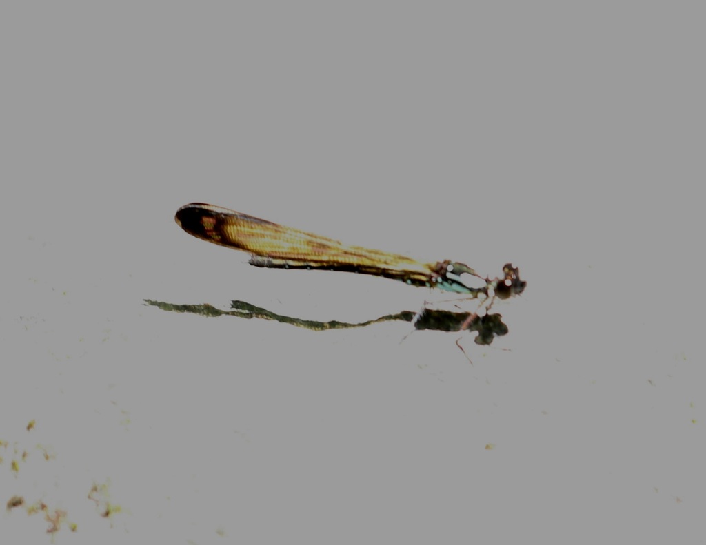 Heliocypha angusta (Heliocypha angusta)