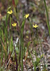 Uropappus