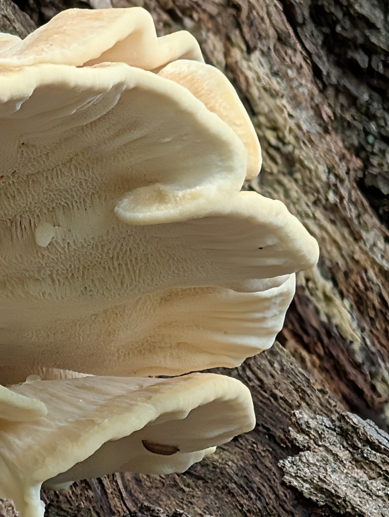 Berkeley's Polypore · July 2026 · photo: Photo: no rights reserved · iNaturalist