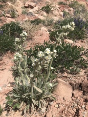 Oreocarya flavoculata