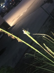 Conocephalus cinereus