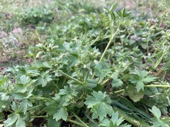 Geranium carolinianum carolinianum