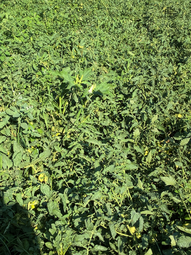 jimsonweed