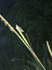 Conocephalus cinereus