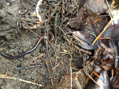 Plethodon cinereus