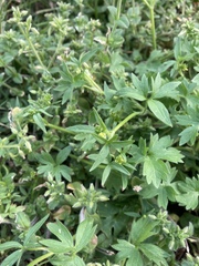 Geranium carolinianum carolinianum