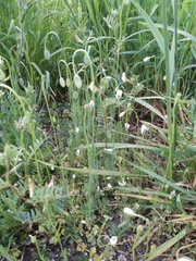 Papaver dubium austromoravicum