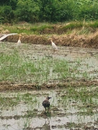 Eastern Cattle-Egret