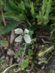 Papaver dubium austromoravicum