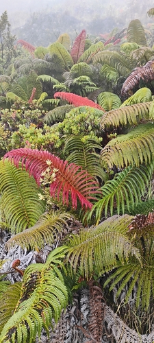 Sadleria cyatheoides observed 2026-07-05