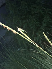 Conocephalus cinereus