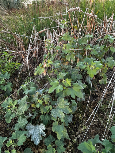 rough cocklebur