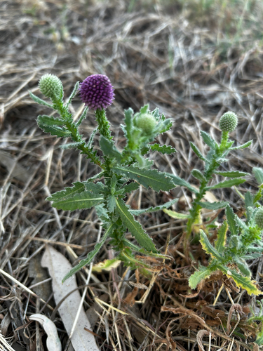 East Indian globe thistle
