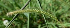 Hordeum pusillum