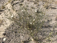 Chaenactis carphoclinia