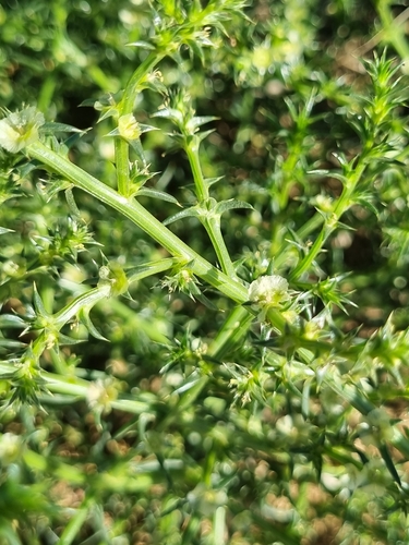 saltwort