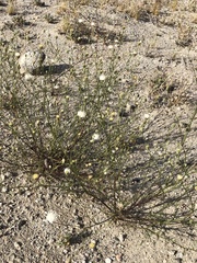 Chaenactis carphoclinia