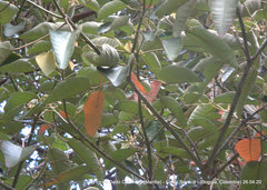 Pterocarpus acapulcensis