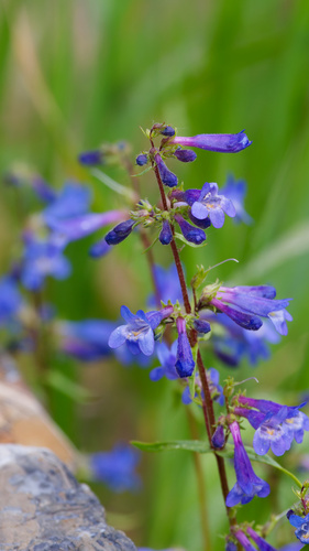 Penstemon albertinus, photograph 6