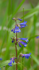 Penstemon albertinus, photograph (c) Daughter Dad, some rights reserved (CC BY)